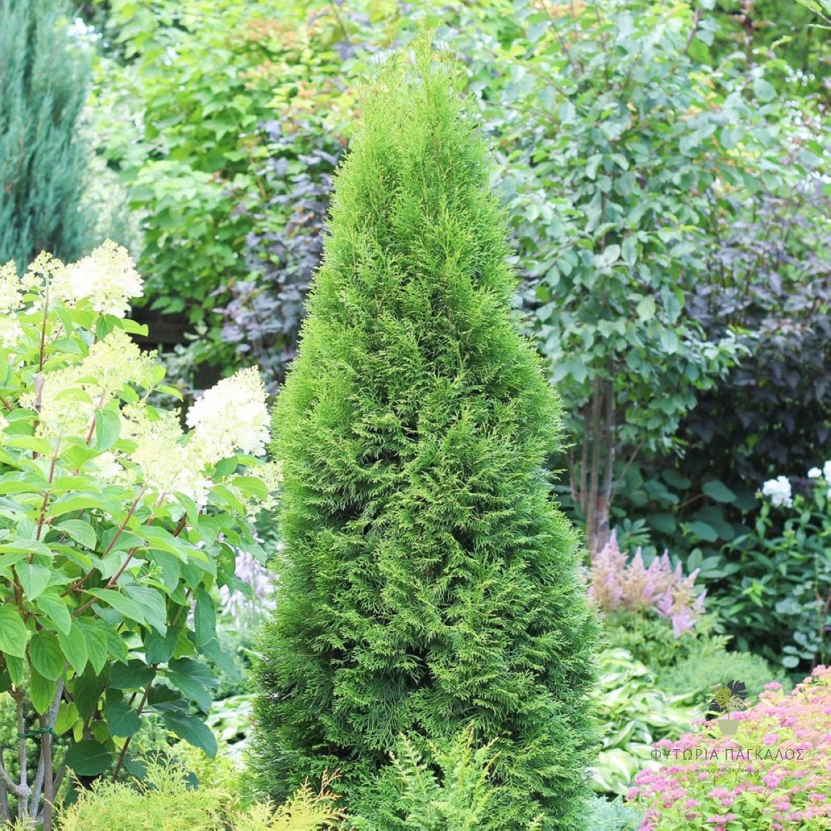 🌲 ΤΟΥΓΙΑ – Thuja sp - 10 lt